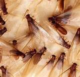 Pictures of Insect Termite