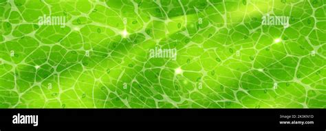 Plant Cell Texture Under A Microscope Or Abstract Green Wallpaper Stock