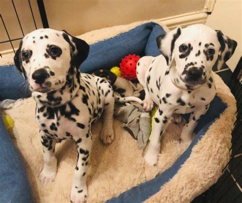 Find vizslas for sale on oodle classifieds. Dalmatian Puppies For Sale | Central Business District, NJ ...