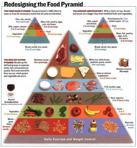 The intention of a food pyramid is to provide comprehensive information regarding the types of food and the quantity of each type of food they should consume every day for achieving optimal health standards. Index of /anatomy/2020/2020_Exam_Reviews/Exam_4