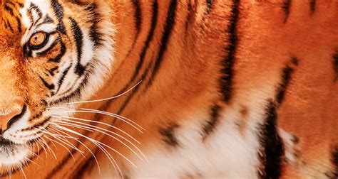 Premium Photo Eye Of The Tiger Background Amur Tiger Portrait