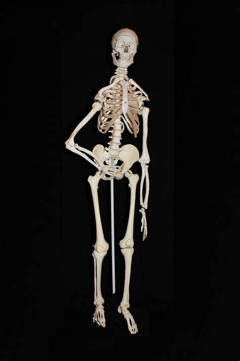 Free Images : arm, bone, human body, human anatomy, illustration ...