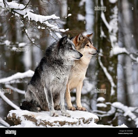 Wolf Pack Alpha Female Hi Res Stock Photography And Images Alamy