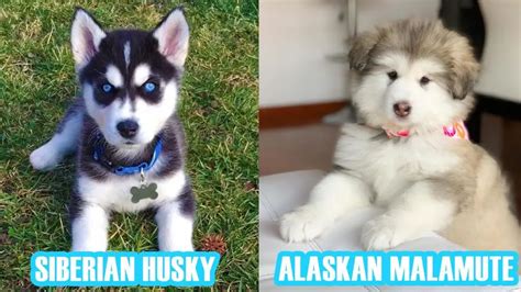 Siberian Husky Vs Alaskan Malamute Complete Comparison