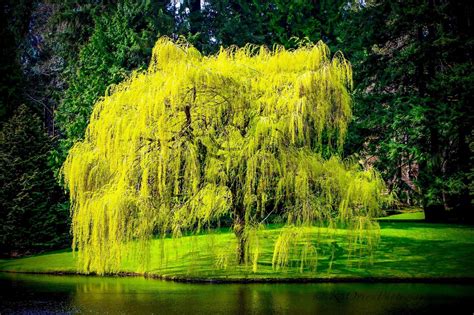 Pin By Theresa Leitch On Trees Weeping Willow Tree Willow Tree Weeping Willow