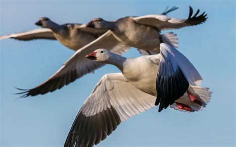 Download Wallpaper For 2560x1080 Resolution Snow Geese Birds