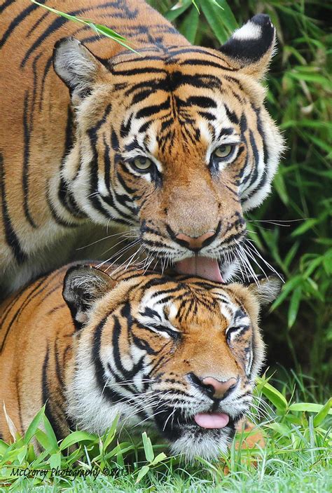 Tiger Love A Close Up Of Two Tigers A While Back Karen Mccrorey