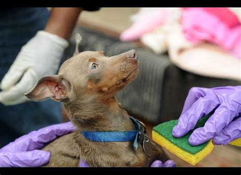 Washington Animal Rescue League Takes In Puppy Mill Survivors Photos