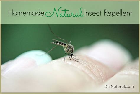 However, if you want to drive bugs out of your backyard, especially. Homemade Mosquito Repellent: Keep Mosquitos & Bugs Away Naturally