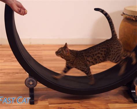 Cat Exercise Wheel in 2020 | Cat exercise, Cat exercise wheel, Exercise 