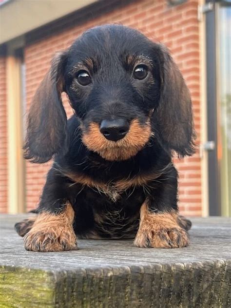 Dwerg Kaninchen Teckel Pups En Welsh Corgi Pembrokes Met Stamboom