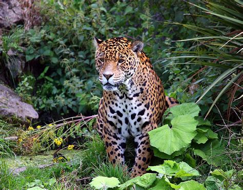 Jungle Cat Photograph By Graham Parry