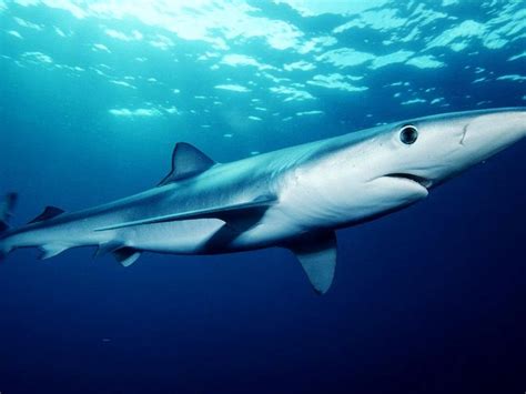 Warning After Nine Foot Shark Spotted Off Harbour In Cornwall