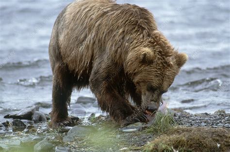 Kodiak Bear Eating Salmon Stock Image C0021553 Science Photo Library