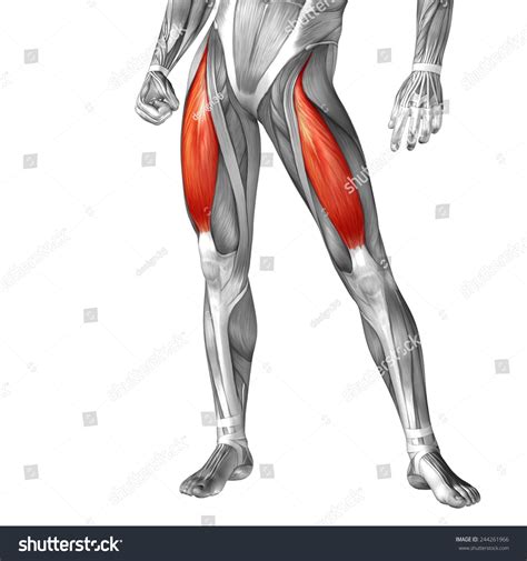 Tendons are thick bands of tissue that connect muscles to bone. Concept Conceptual 3d Front Upper Leg Stock Illustration ...