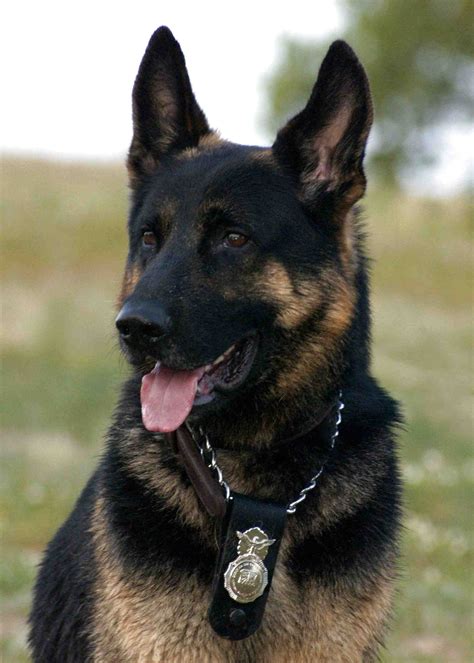 German Shepherd Police Dog For Sale In Uk 69 Used German Shepherd