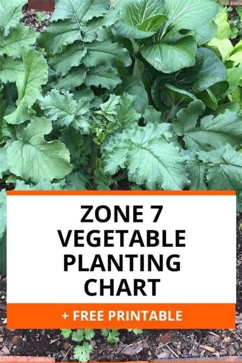 This Zone 7 Vegetable Planting Chart Gives You Specific Guidelines So