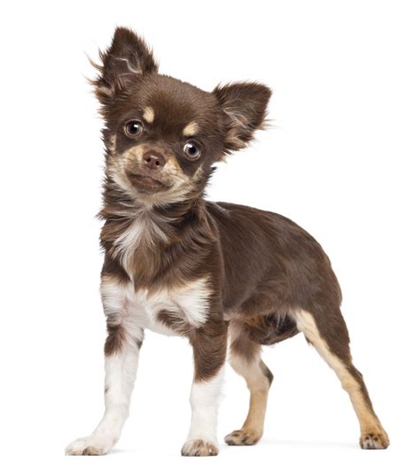 7 Things That Make Chihuahua An Amazing Breed Animalso
