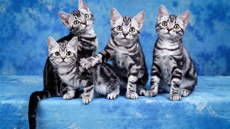 So this is dedicated to my mom. Four Cute Black And White Kittens In A Sky Blue Background ...