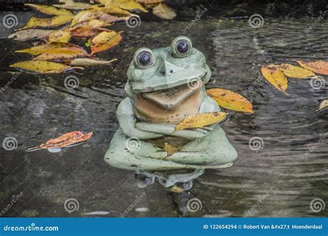 Zen Frog Stock Photos Download 168 Royalty Free Photos