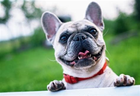 French Bulldog Health Issues And Problems Canna Pet®