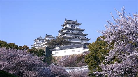 Download Hyogo Spring Sakura Blossom Japan Cherry Blossom Man Made