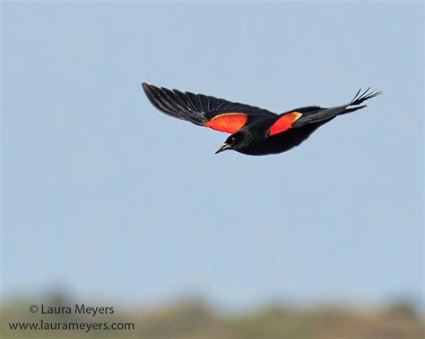 Red Winged Blackbird In Flight Laura Meyers Photograpy