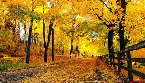Autumn Fall Tree Forest Landscape Nature Leaves Wallpaper