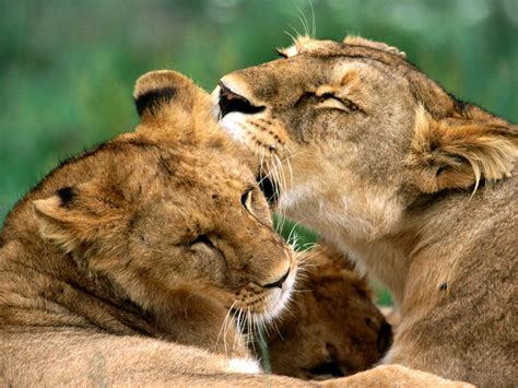 Две львицы родственницы со львами обои 1600x1200