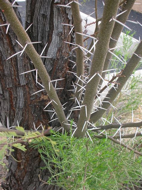 As correctly stated, the spikes, or spines as they are often called, are nothing more than modified leaves. Prickly Paradise: A Newcomer Living in the Desert: Thorns