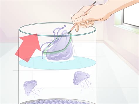 Maybe you would like to learn more about one of these? How to Start a Jellyfish Tank (with Pictures) - wikiHow