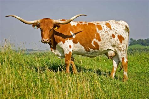 8 Most Expensive Cows In The World