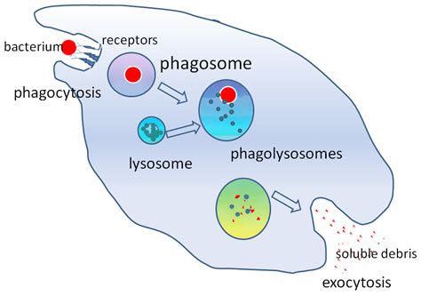 Lysosomes Structure Synthesis Function Teachmephysiology