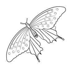 Be sure to visit our butterfly activities page for more interesting projects like kits for raising live butterflies! Top 50 Free Printable Butterfly Coloring Pages Online