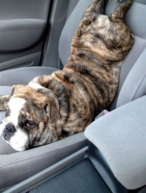 Check the bitcoin technical analysis and forecasts. The Most Awkward Dog Photos of the Year - Barnorama