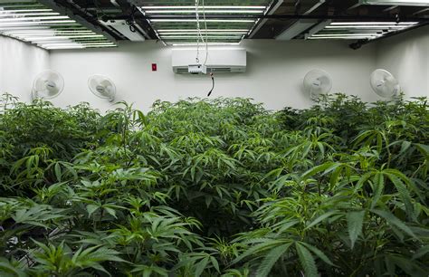 Report Cannabis Cultivation Wont Harm Californias Environment If