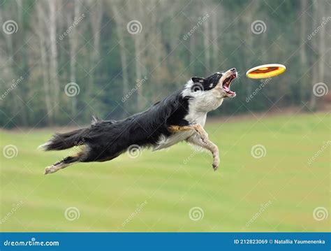 Border Collie Dog Catching Frisbee Stock Image Image Of Jumping