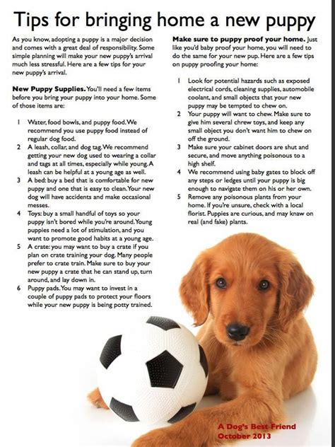 Today i'm sharing my puppy starter kit with you. Tips for bringing home a new puppy. A dog's best friend # ...