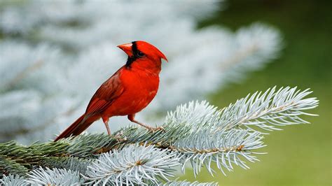 Bird Animal Beautiful Wild Wings Exotic Birds