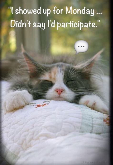 happy monday monday humor animal funny cute cat  day  week tired