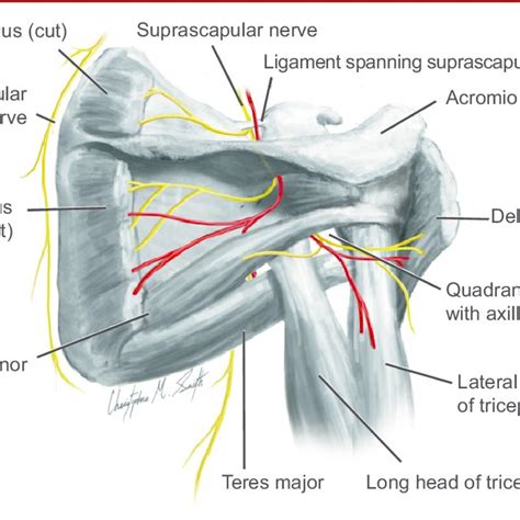 Shoulder Anatomy Diagram Nerve Anatomy Of The Posterior Shoulder My