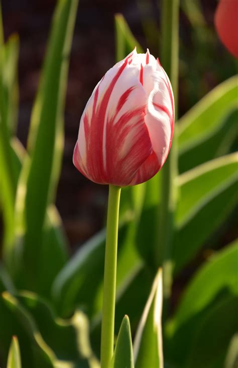 Single Striped Tulip In 2021 Tulips Flower Garden Daffodils