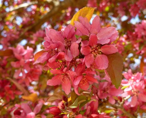 Flowering Crabapple tree | Flowering trees, Flowering ...