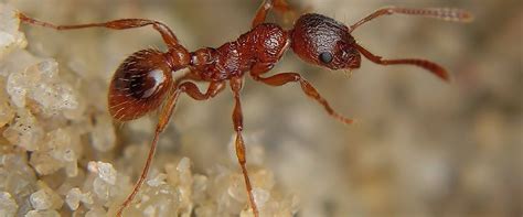 P European Fire Ant Myrmica Rubra Ryszard Flickr Cc By Nc 2 0