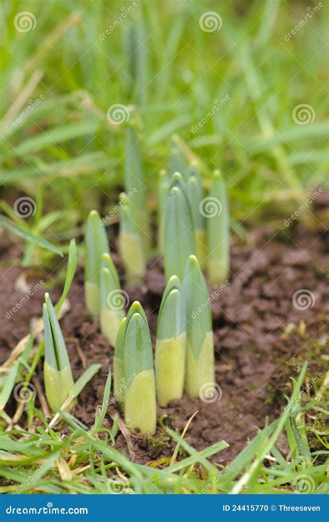Emerging Spring Bulb Stock Photo Image Of Foliage Plant 24415770