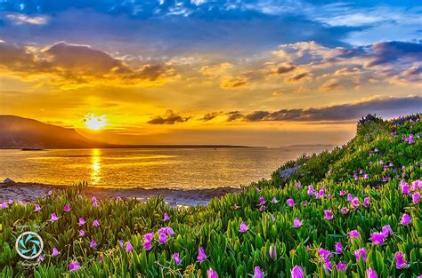 Beautiful Flowers On Sunset Sunset Greece Landscape Greece Travel