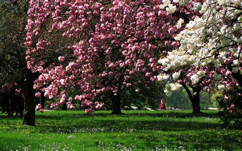 Park Flowering Trees Wallpaper Hd Nature 4k Wallpapers Images