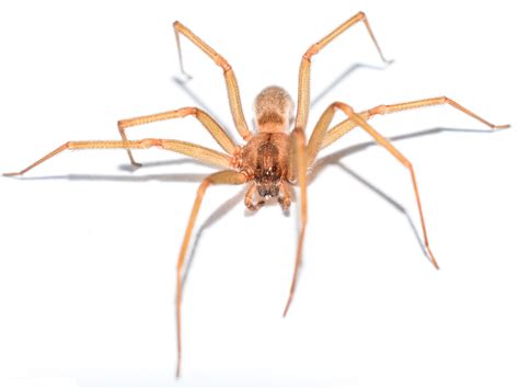 Brown Recluse Head On Mcgee Pest Control Of Murray