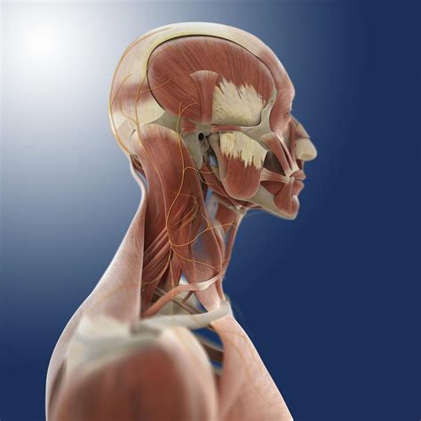 Head Anatomy Artwork Photograph By Science Photo Library Fine Art America