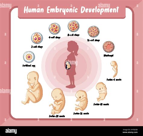 Human Embryonic Development In Human Infographic Illustration Stock Vector Image And Art Alamy